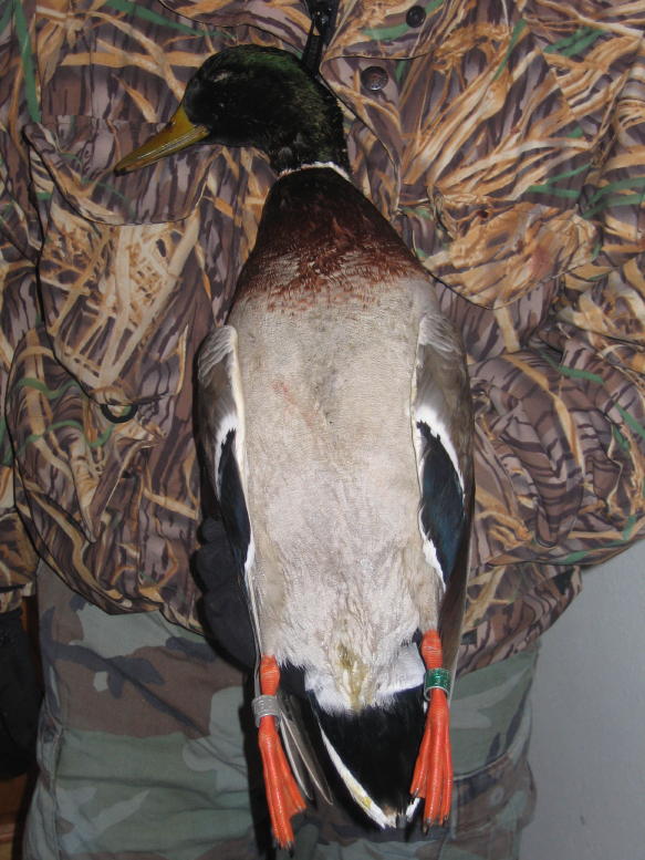 An awesome double banded late season Iowa mallard. Taken by Darryl Bainbridge.