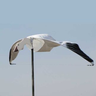 Cupped and Committed Snow goose single pack