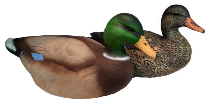 mallard pair